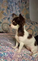 Ruthie , a female Chihuahua for sale in Fair Play, SC – 1 of 9