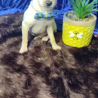 Sir Lance CKC, a male Chihuahua for sale in Fair Play, SC – Photo 3 of 7