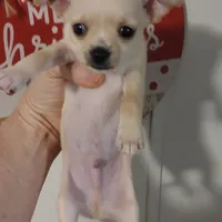 Sir Lance CKC, a male Chihuahua for sale in Fair Play, SC – Photo 5 of 7