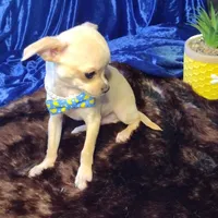 Sir Lance CKC, a male Chihuahua for sale in Fair Play, SC – Photo 2 of 7