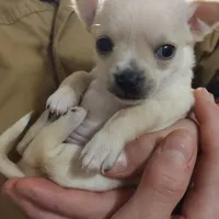 Sir Lance CKC, a male Chihuahua for sale in Fair Play, SC – Photo 6 of 7