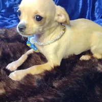 Sir Lance CKC, a male Chihuahua for sale in Fair Play, SC – Photo 1 of 7