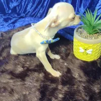Sir Lance CKC, a male Chihuahua for sale in Fair Play, SC – Photo 4 of 7