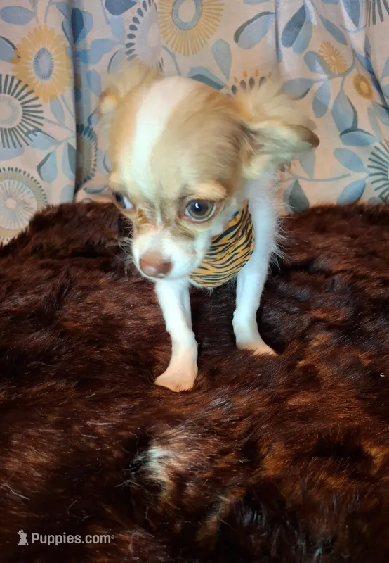 Sammy – Chihuahua puppy for sale in Fair Play, SC