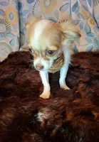 Sammy, a male Chihuahua for sale in Fair Play, SC – 1 of 10