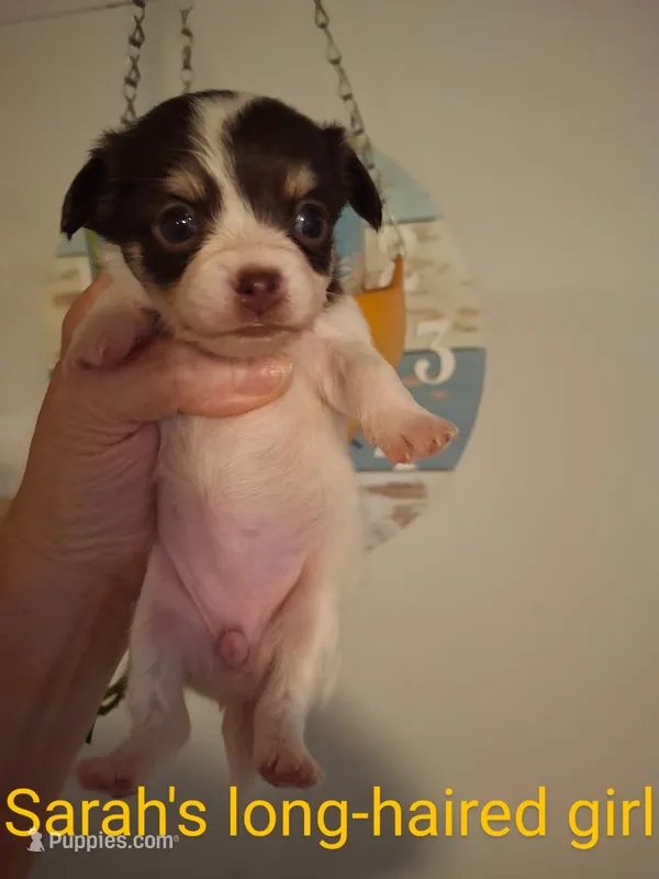 Puppy 1 – Chihuahua puppy for sale in Fair Play, SC