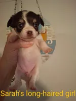 Puppy 1, a female Chihuahua for sale in Fair Play, SC – 1 of 7
