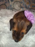Sassy, a female Miniature Dachshund for sale in Fair Play, SC – 2 of 10