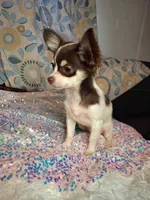 Ruthie , a female Chihuahua for sale in Fair Play, SC – 9 of 9