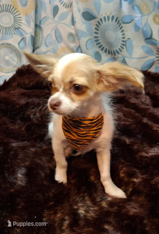Long-haired Sammy CKC – Chihuahua puppy for sale in Fair Play, SC