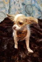 Sammy, a male Chihuahua for sale in Fair Play, SC – 3 of 10