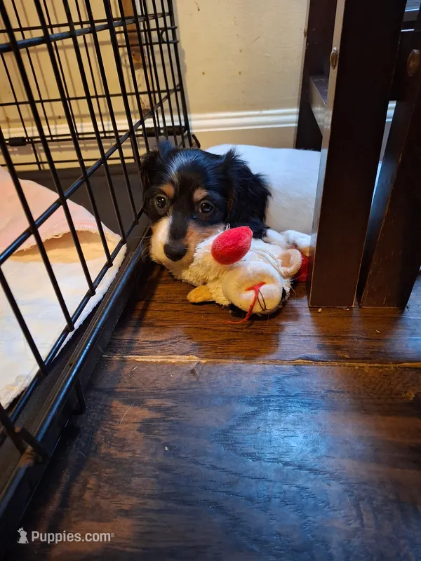 Andy – Miniature Dachshund puppy for sale in Fair Play, SC