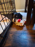 Andy, a male Miniature Dachshund for sale in Fair Play, SC – 1 of 5