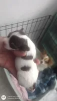 Puppy 1, a female Chihuahua for sale in Fair Play, SC – 4 of 7