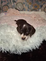 Saphire, a female Miniature Dachshund for sale in Fair Play, SC – 8 of 10