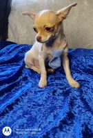 Hansel, a male Chihuahua for sale in Fair Play, SC – Photo 3 of 10