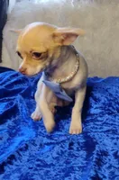 Hansel, a male Chihuahua for sale in Fair Play, SC – Photo 2 of 10