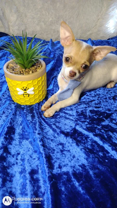 Hansel – Chihuahua puppy for sale in Fair Play, SC