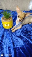 Hansel, a male Chihuahua for sale in Fair Play, SC – Photo 1 of 10