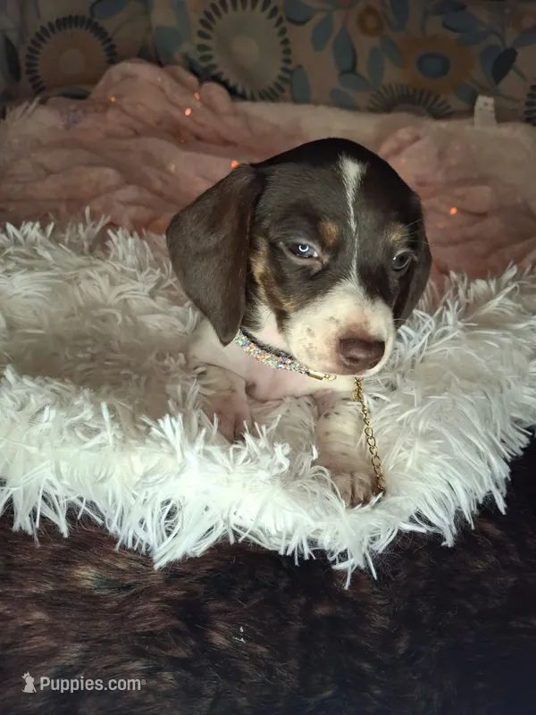 Saphire – Miniature Dachshund puppy for sale in Fair Play, SC
