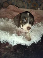 Saphire, a female Miniature Dachshund for sale in Fair Play, SC – 1 of 10