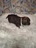 Sweet Pea, a female Miniature Dachshund for sale in Fair Play, SC – 6 of 9