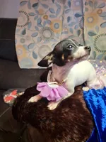 Pixie, a female Chihuahua for sale in Fair Play, SC – 3 of 9