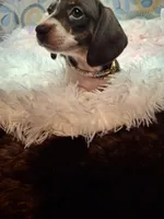 Saphire, a female Miniature Dachshund for sale in Fair Play, SC – 3 of 10