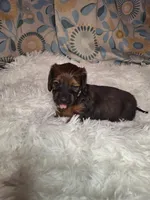 Sweet Pea, a female Miniature Dachshund for sale in Fair Play, SC – 9 of 9
