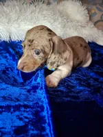 Speckled Bean, a male Miniature Dachshund for sale in Fair Play, SC – 7 of 7