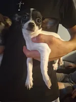 Pixie, a female Chihuahua for sale in Fair Play, SC – 3 of 9