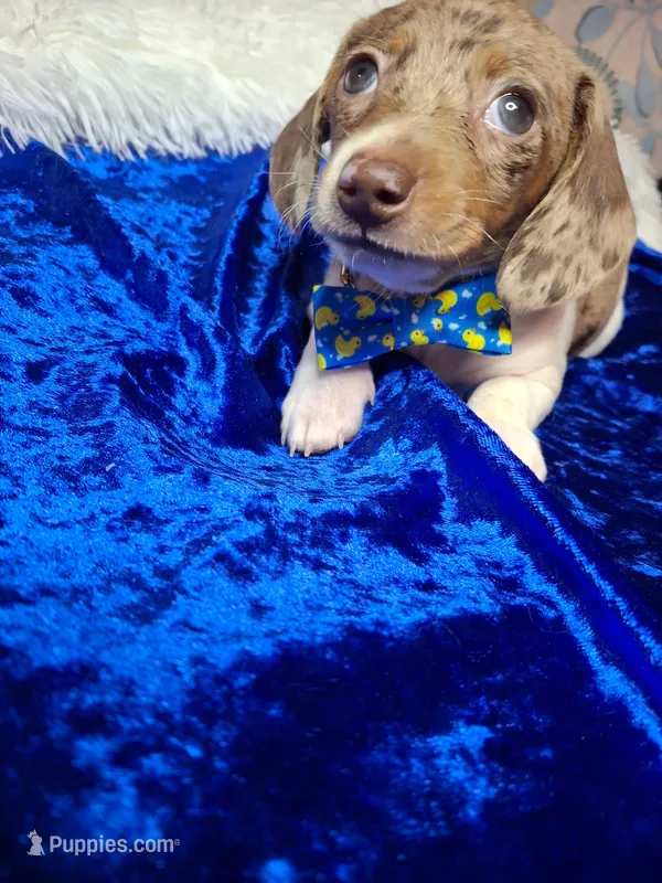 Speckled Bean – Miniature Dachshund puppy for sale in Fair Play, SC