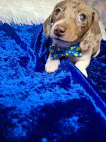 Speckled Bean, a male Miniature Dachshund for sale in Fair Play, SC – 1 of 7