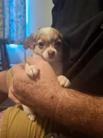 Sammy, a male Chihuahua for sale in Fair Play, SC – 2 of 10