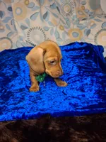 Red Foxx, a male Miniature Dachshund for sale in Fair Play, SC – 2 of 10