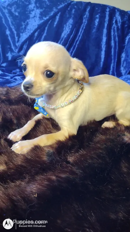 Sir Lance – Chihuahua puppy for sale in Fair Play, SC