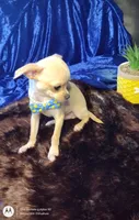 Sir Lance, a male Chihuahua for sale in Fair Play, SC – Photo 3 of 4