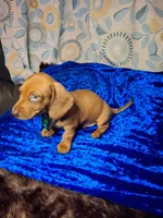 Red Foxx, a male Miniature Dachshund for sale in Fair Play, SC – 10 of 10