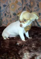 Sammy, a male Chihuahua for sale in Fair Play, SC – 8 of 10