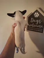 Pixie, a female Chihuahua for sale in Fair Play, SC – 2 of 9