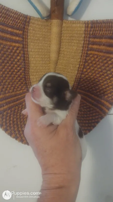 Puppy 1 – Chihuahua puppy for sale in Fair Play, SC