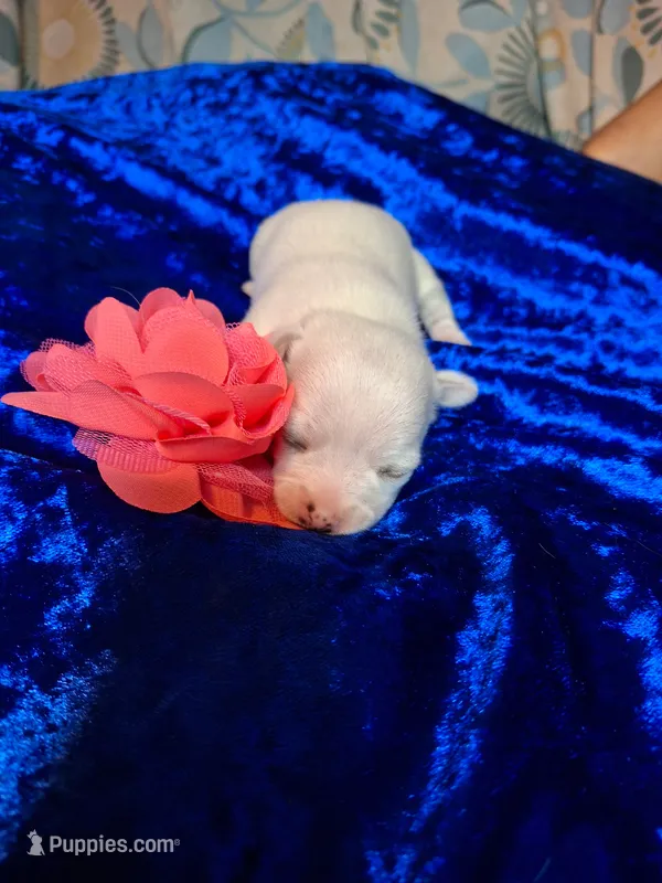 Lily – Chihuahua puppy for sale in Fair Play, SC