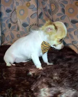Sammy, a male Chihuahua for sale in Fair Play, SC – 4 of 10