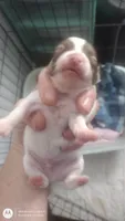 Puppy 3, a male Chihuahua for sale in Fair Play, SC – 5 of 7