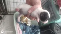 Puppy 2, a female Chihuahua for sale in Fair Play, SC – 4 of 7