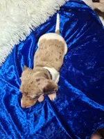 Speckled Bean, a male Miniature Dachshund for sale in Fair Play, SC – 6 of 7