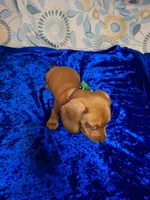 Red Foxx, a male Miniature Dachshund for sale in Fair Play, SC – 9 of 10