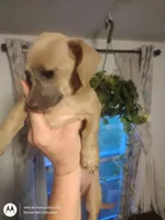 Isabell, a female Chihuahua and Miniature Dachshund for sale in Fair Play, SC – 4 of 5
