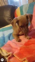 Isabell, a female Chihuahua and Miniature Dachshund for sale in Fair Play, SC – 2 of 5