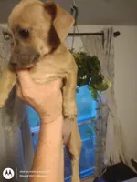 Isabell, a female Chihuahua and Miniature Dachshund for sale in Fair Play, SC – 5 of 5